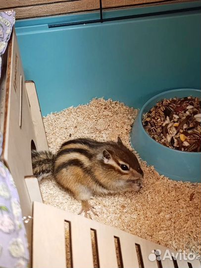 Бурундук грызуны