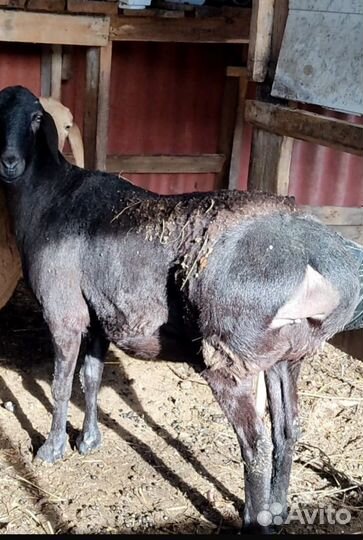 Гисарские бараны