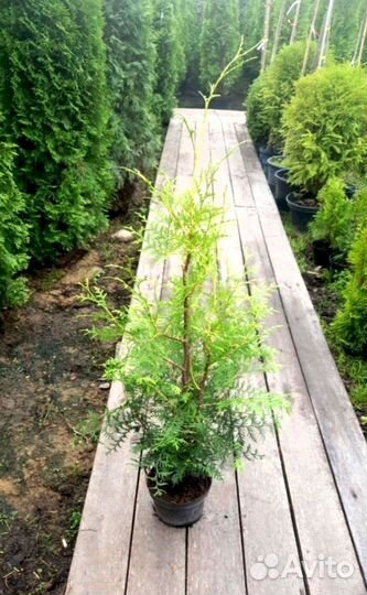 Туя от питомника