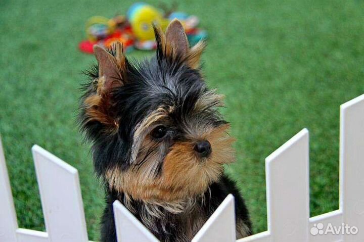 Йоркширский терьер мальчики