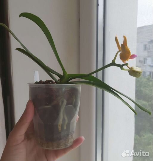 Орхидея фаленопсис бабочка