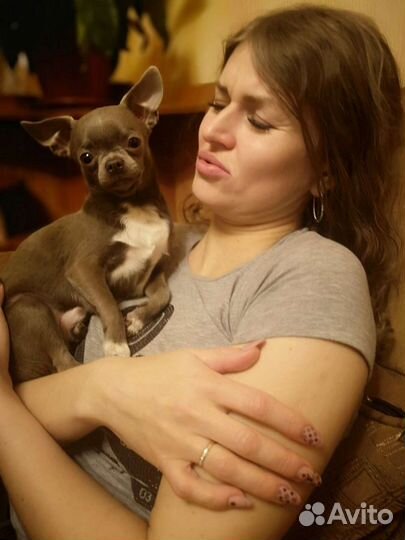 Вязка Чихуахуа