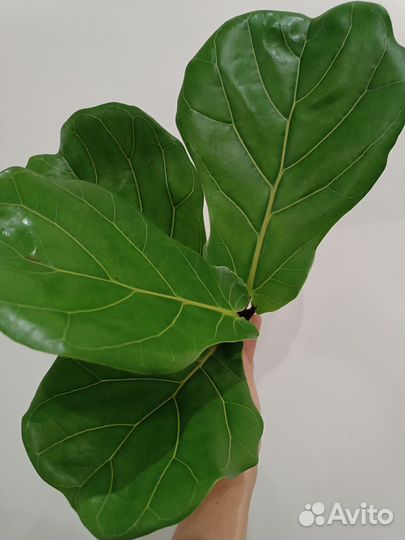 Фикус Лирата Колумнарис