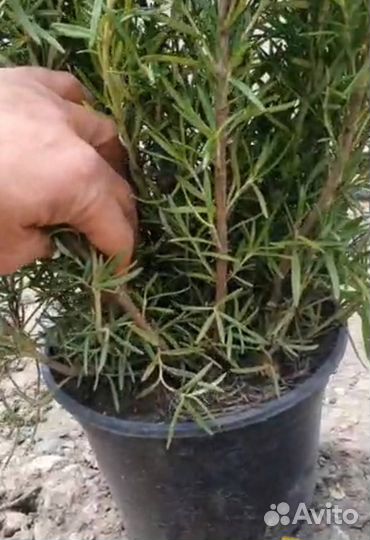 Розмарин саженцы