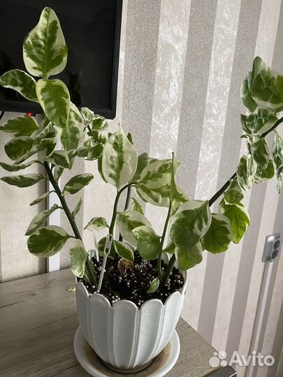 Педилантус