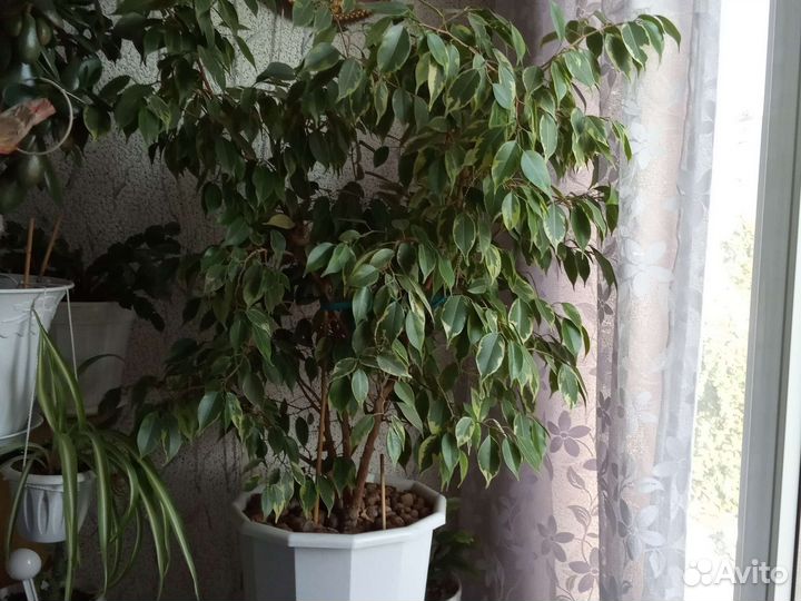 Фикус бенджамина