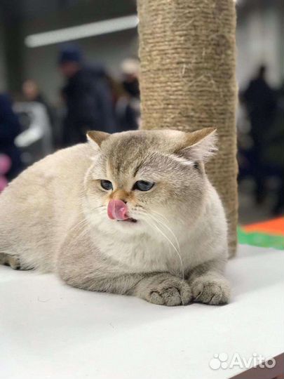 Синеокий принц, вязка