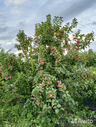 Яблоки домашние