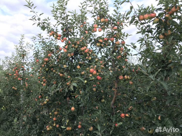Новый плодоносящий яблоневый сад в Крыму