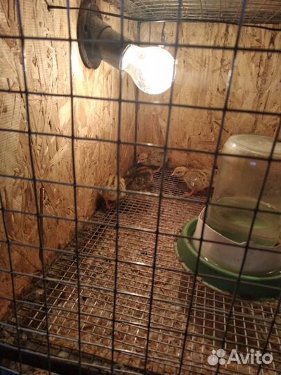 Перепёлочки