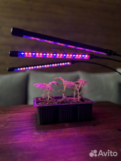 Фитолампа, лампа для рассады