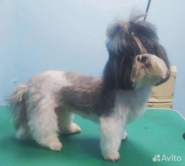 Стрижка собак и кошек груминг