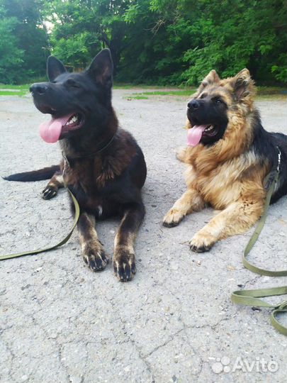 Дрессировка,вязки,хендлер