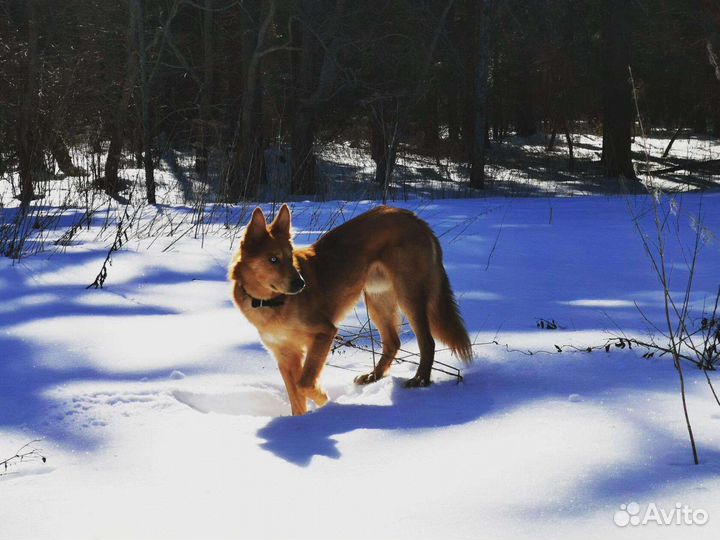 Щенки волкособа