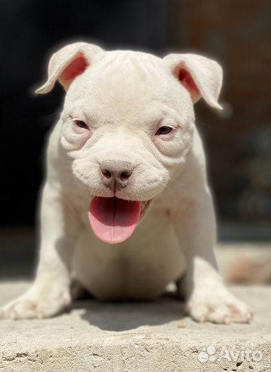 Щенки Американского булли