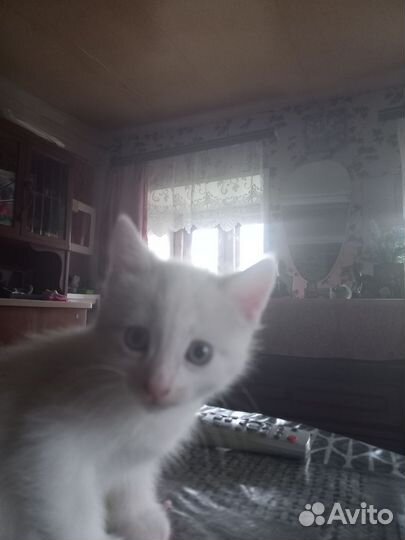 Котенок