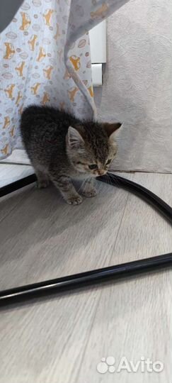 Кошка в дар бесплатно