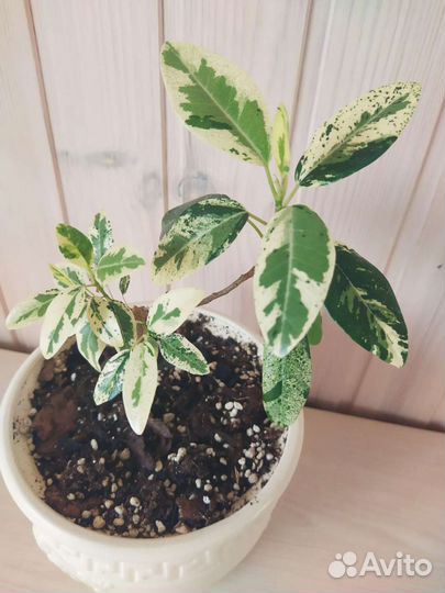 Фикус Рубигиноза (вариегатный)