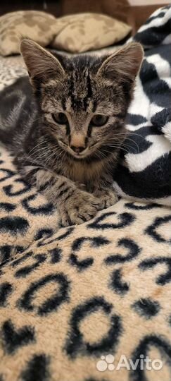 Котенок мальчик бесплатно