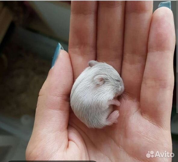 Передержка животных
