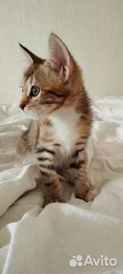 Котенок девочка в добрые руки