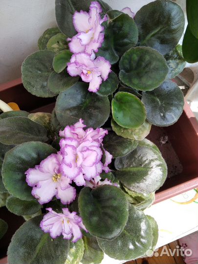 Продам фиалки и герань