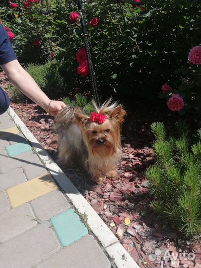 Йоркширский терьер вязка