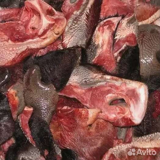 Мясо говядина для собак.фарш,обрезь.доставка