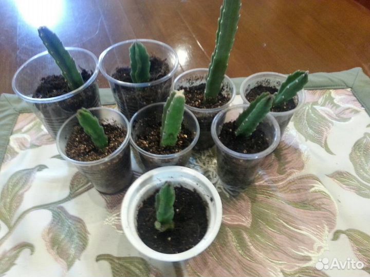 Кактус цветущий Стапелия крупноцветковая