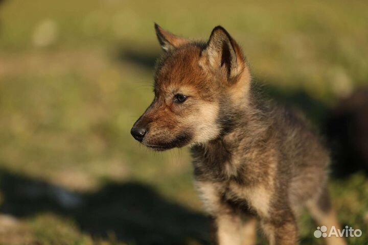 Волчата и волкособы, для частного дома
