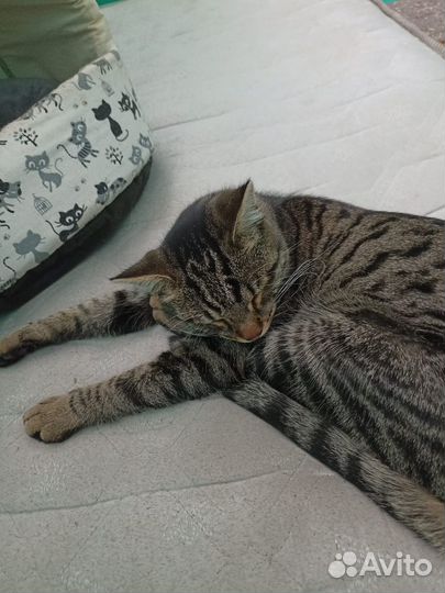 Котик в дар