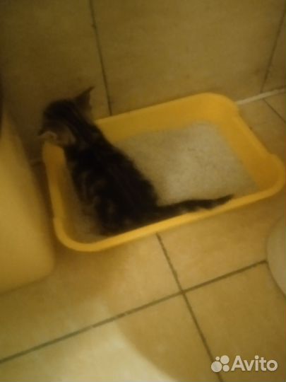Отдам котят