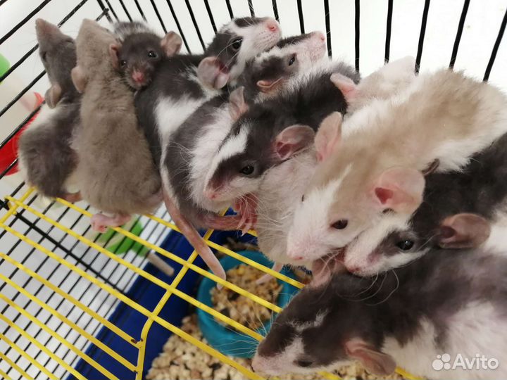 Крысята крыски Дамбо рекс крысы