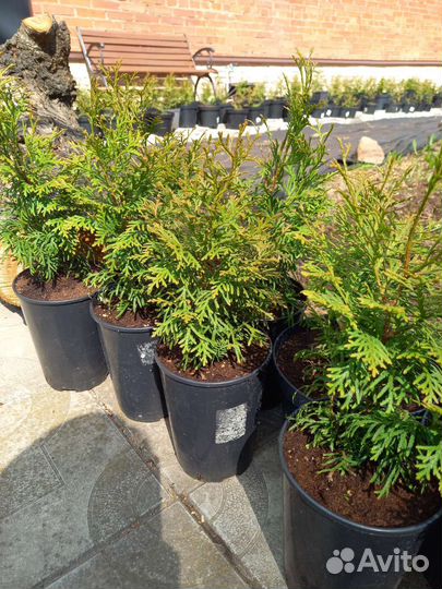 Туя смарагд