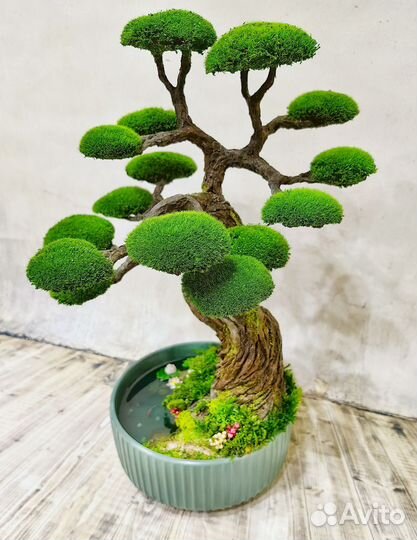 Дерево бонсай