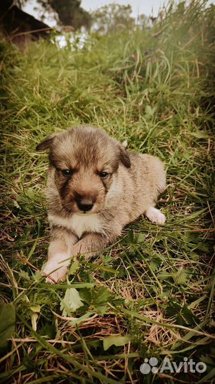 Щенки