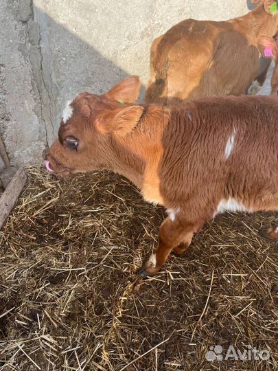 Телята бычки скот с доставкой до двора