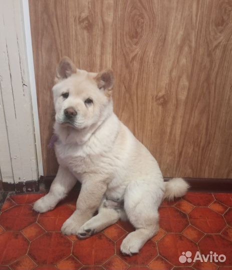 Для продажи щенки чау