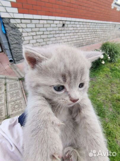 Котята в добрые руки бесплатно