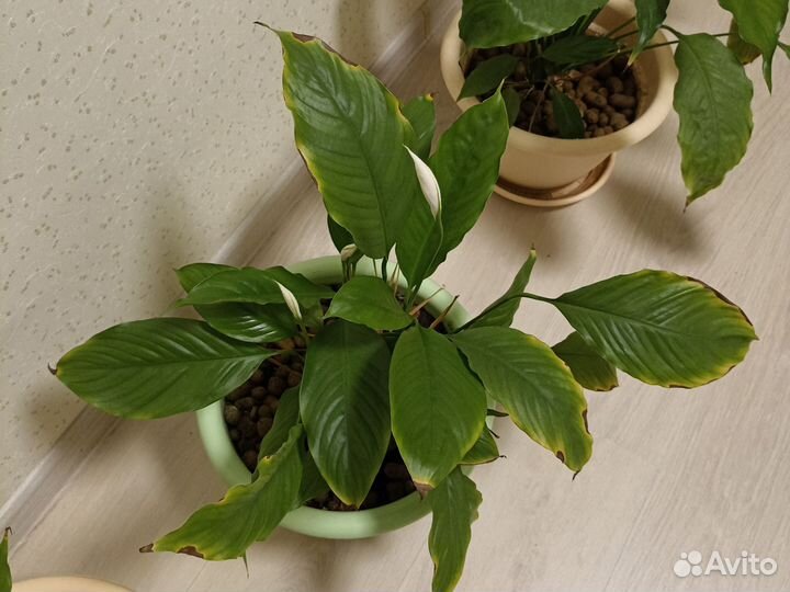 Спатифиллум