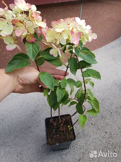 Гортензия метельчатая