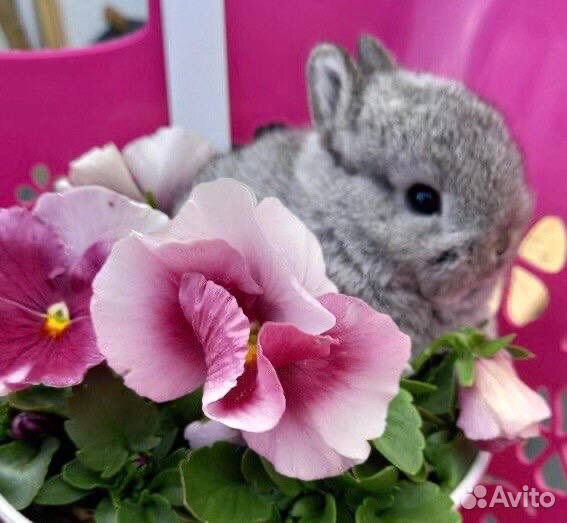 Декоративные кролики Большой Выбор в Питомнике