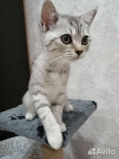 Шотландская