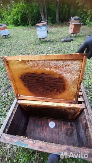 Рамки с сушью магазинная