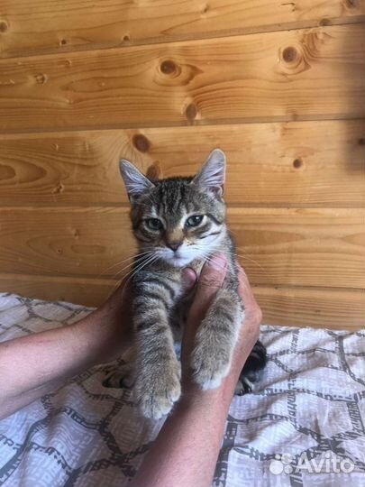 Отдам в добрые руки котëнка девочку