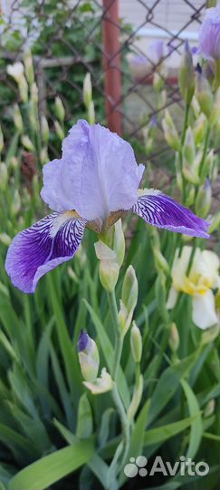 Цветы для сада. Многолетние. Ирисы