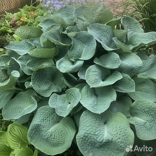 Хоста разные сорта