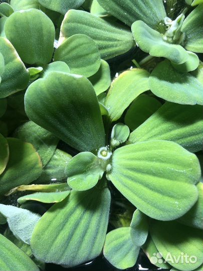 Аквариумные растения Гиацинт и Пистия