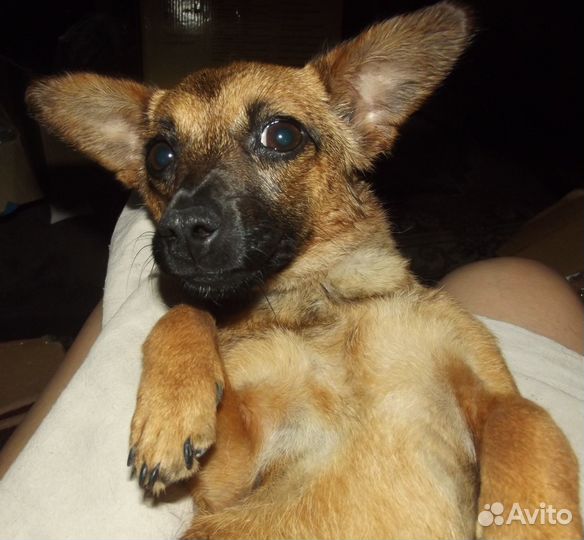 Собачка для сумочки