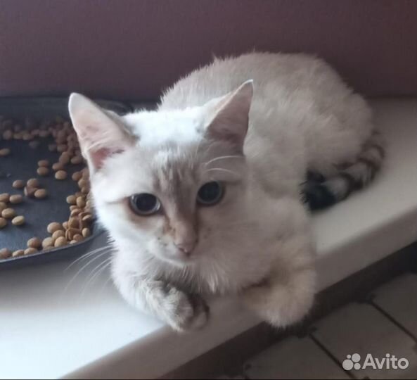 Сиамец в добрые руки